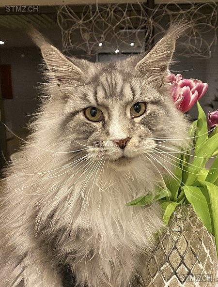 Oguste — Maine Coon ♂, Vermisst seit 13.03.2026, Chamoson (VS)