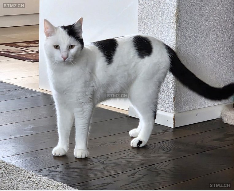 Charly — Hauskatze ♂, Vermisst seit 13.03.2026, Bünzen (AG)