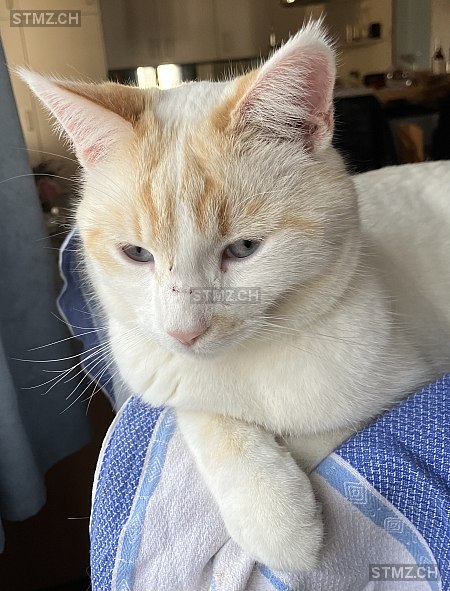 Fränky — Hauskatze ♂, Vermisst seit 10.03.2026, Gümligen (BE)