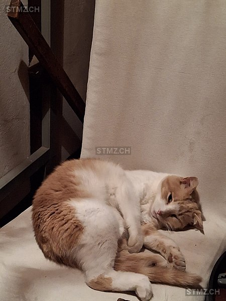 Mirra — Hauskatze ♀, Vermisst seit 08.03.2026, Gümmenen (BE)