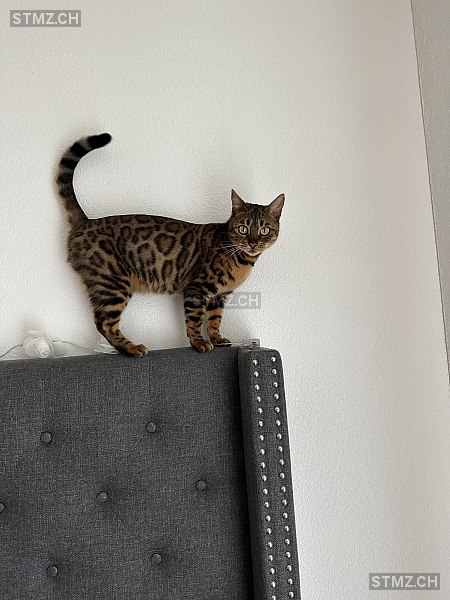 Diva — Bengalen ♀, Vermisst seit 05.03.2026, Tägerwilen (TG)