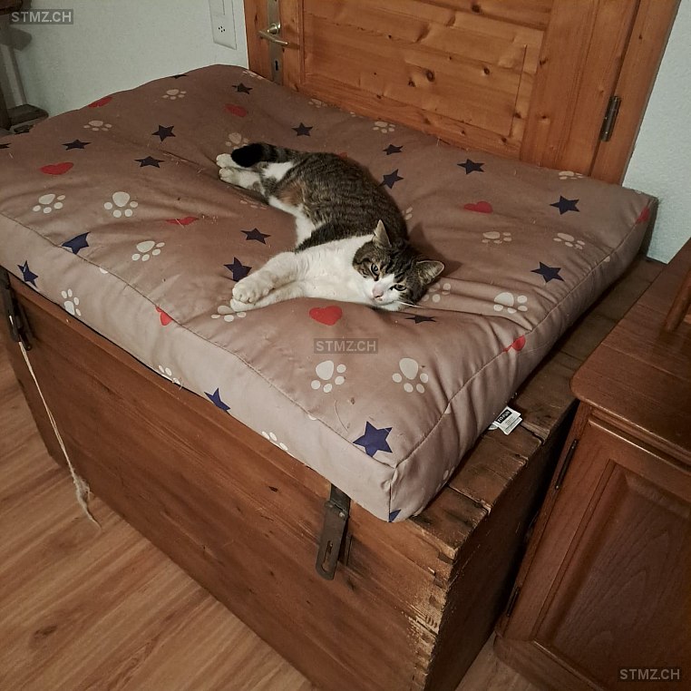 Rocky — Hauskatze ♂, Vermisst seit 09.03.2026, Asp (AG)