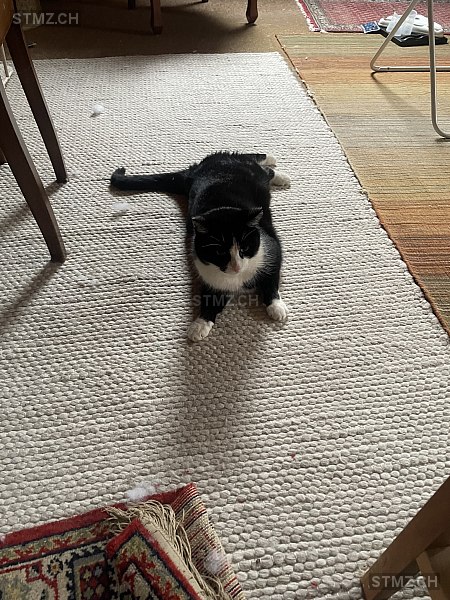 Felix — Hauskatze ♂, Vermisst seit 08.03.2026, Neukirch an der Thur (TG)