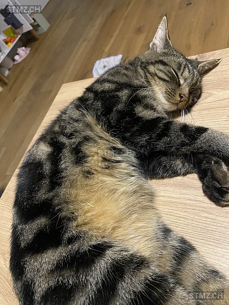 Loonie — Hauskatze ♂, Vermisst seit 13.03.2026, Wallenwil (TG)