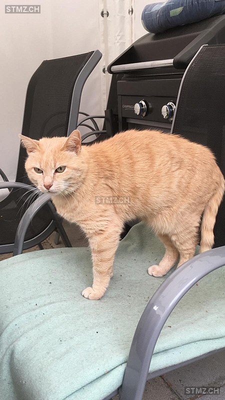 Chipsy — Hauskatze ♂, Vermisst seit 12.03.2026, Reute AR (AR)