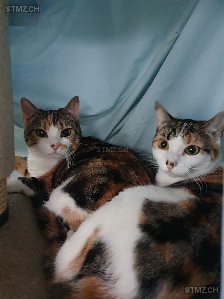 Bonny — Hauskatze ♀, Vermisst seit 05.02.2026, Sugiez (FR)