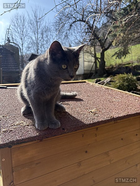 Leo — Hauskatze ♂, Vermisst seit 14.03.2026, Konolfingen (BE)