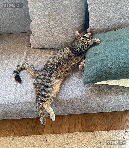 Rox — Hauskatze ♂, Vermisst seit 09.03.2026, Oberbütschel (BE)