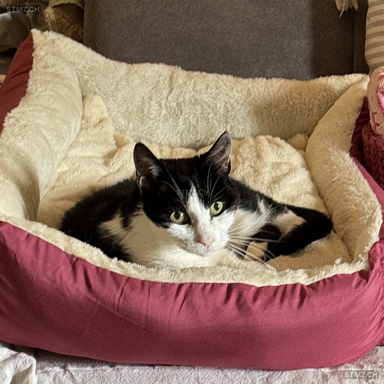 Fussel — Hauskatze ♂, Vermisst seit 14.03.2026, Seon (AG)