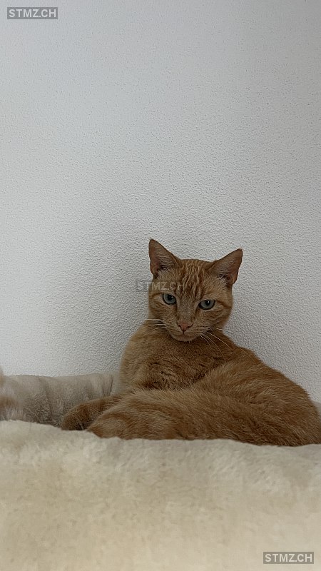 Misto — Hauskatze ♂, Vermisst seit 08.03.2026, Arth (SZ)