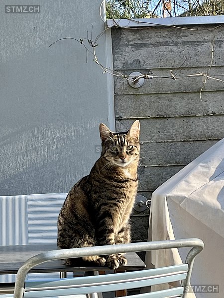 Lou — Hauskatze ♀, Vermisst seit 05.03.2026, Basel (BS)