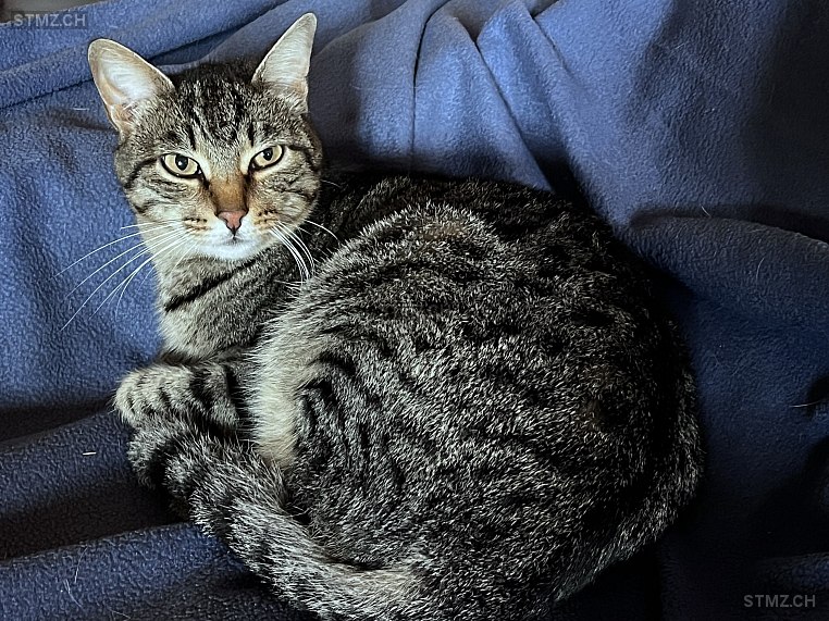 Joske (cash) — Hauskatze ♂, Vermisst seit 09.03.2026, Ufhusen (LU)