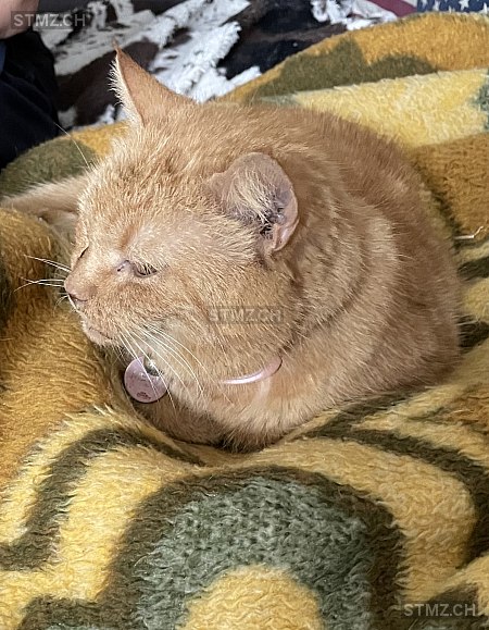 Megy — Hauskatze ♀, Vermisst seit 11.03.2026, Walkringen (BE)