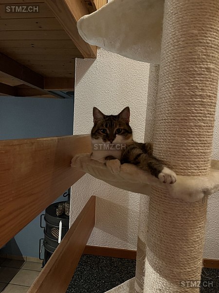 Phoebe — Hauskatze ♀, Vermisst seit 15.03.2026, Mettmenstetten (ZH)