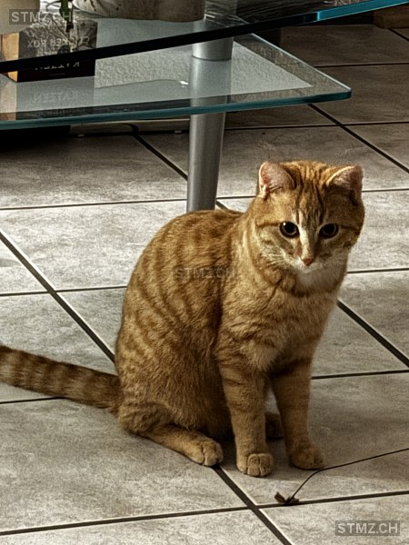 Kilian ( Kili) — Hauskatze ♂, Vermisst seit 14.03.2026, Vinelz (BE)