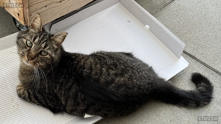 Fipsy — Hauskatze ♂, Vermisst seit 13.03.2026, Unterlangenegg (BE)