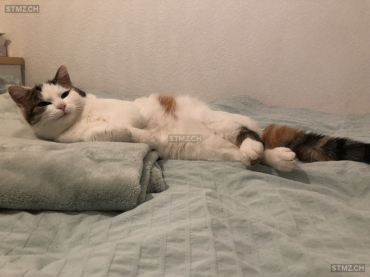 Bounty — Hauskatze ♀, Vermisst seit 10.03.2026, Kehrsatz (BE)