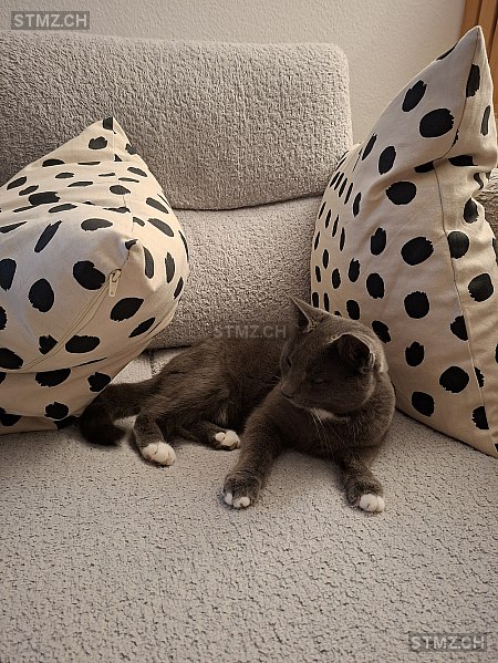 Véronique — Hauskatze ♀, Vermisst seit 12.03.2026, Belmont-sur-Lausanne (VD)