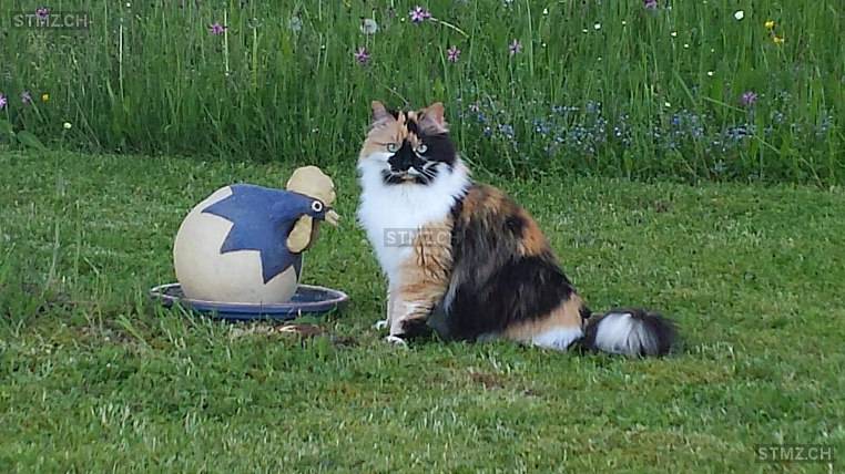 Milou — Hauskatze ♀, Vermisst seit 13.03.2026, St. Ursen (FR)