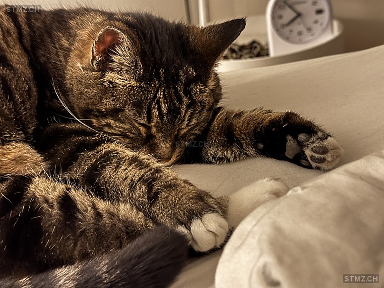 Müüseli — Hauskatze ♀, Vermisst seit 15.03.2026, Burgdorf (BE)