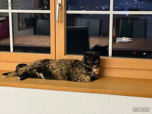 Harly — Hauskatze ♀, Vermisst seit 13.03.2026, Bülach (ZH)