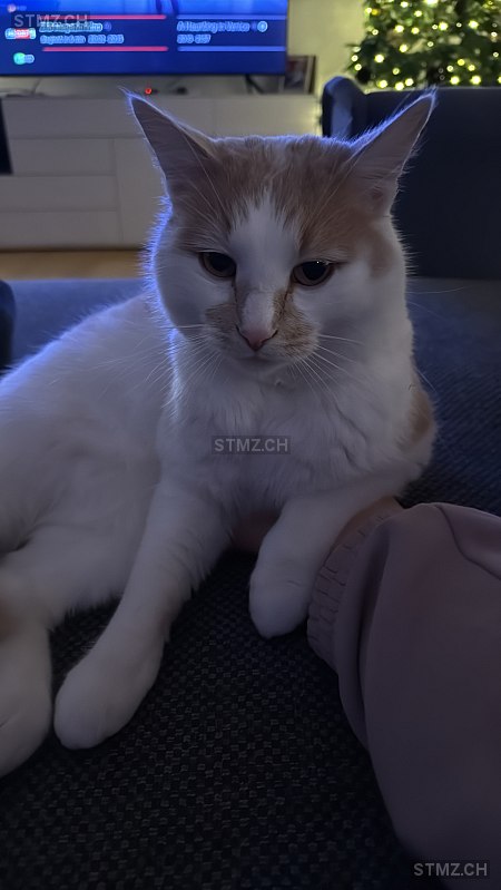 Dyson — Hauskatze ♂, Vermisst seit 13.03.2026, Sonnental (SG)