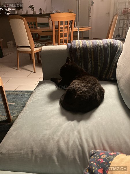 Aris — Hauskatze ♂, Vermisst seit 15.03.2026, Lengnau BE (BE)