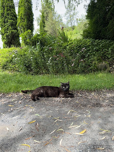 Ronja — Hauskatze ♀, Vermisst seit 11.04.2025, Walenstadt (SG)