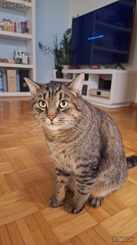 Kitty — Hauskatze ♂, Vermisst seit 13.03.2026, Kirchberg SG (SG)