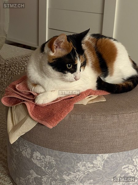 Lisa — Hauskatze ♀, Vermisst seit 14.03.2026, Hägglingen (AG)