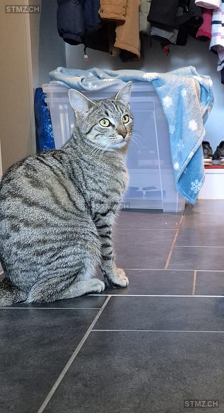 Luna — Hauskatze ♀, Vermisst seit 10.03.2026, Sevelen (SG)