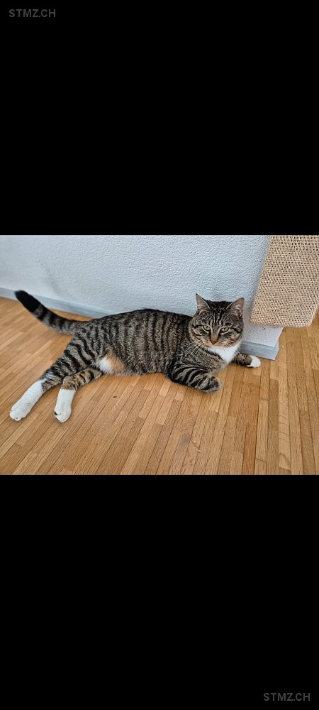 Luzi — Hauskatze ♂, Vermisst seit 04.03.2026, Kloten (ZH)