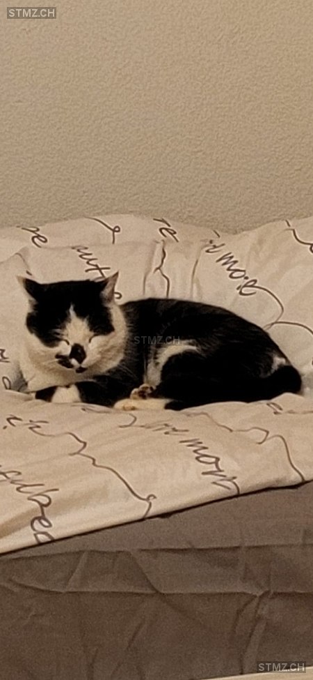 Lilli — Hauskatze ♀, Vermisst seit 14.03.2026, Malters (LU)