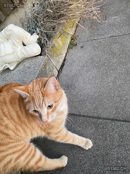 Jimmy — Hauskatze ♂, Vermisst seit 10.03.2026, Haslen AI (AI)