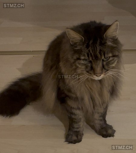 Pablo — Hauskatze ♂, Vermisst seit 12.03.2026, Brugg AG (AG)