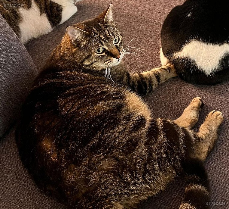 Django — Hauskatze ♂, Vermisst seit 15.03.2026, Lengnau AG (AG)