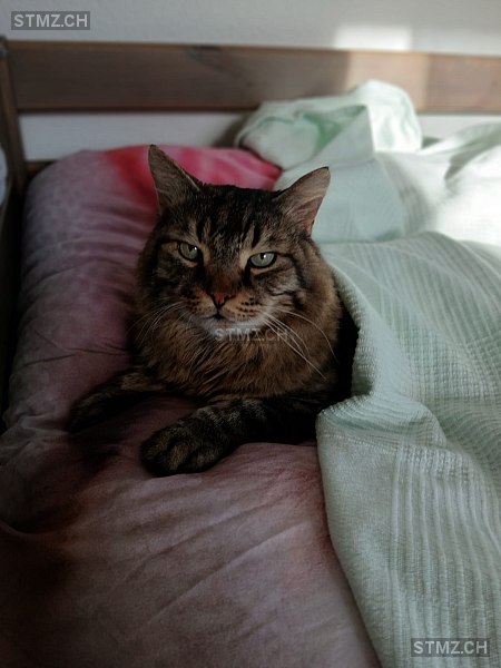 Grappa — Hauskatze ♂, Vermisst seit 15.03.2026, Neuenegg (BE)