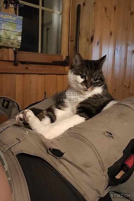 Plune — Hauskatze ♀, Vermisst seit 07.03.2026, Lussery-Villars (VD)