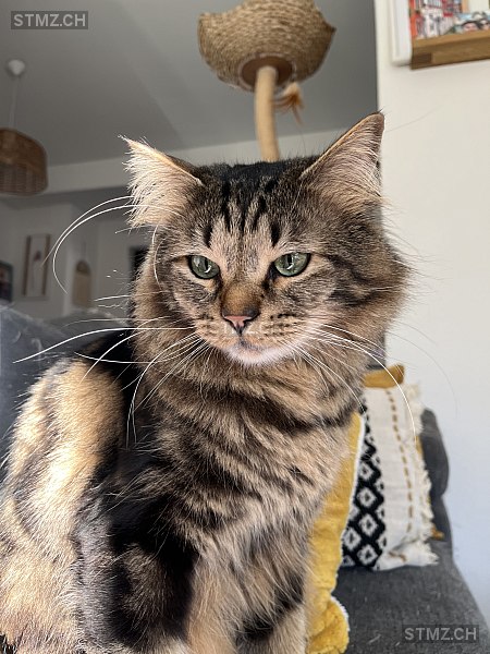 Jupiter — Hauskatze ♂, Vermisst seit 15.03.2026, Monte Carasso (TI)