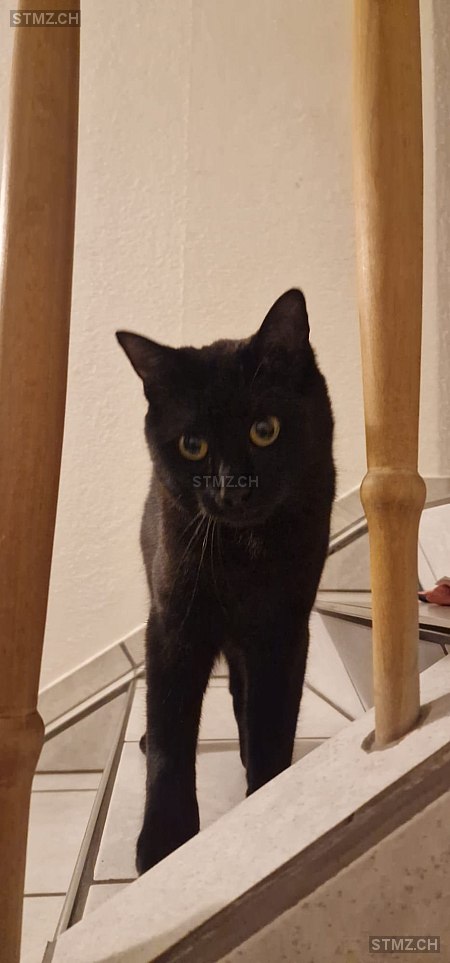 Wednesday — Hauskatze ♂, Vermisst seit 08.03.2026, Mels (SG)