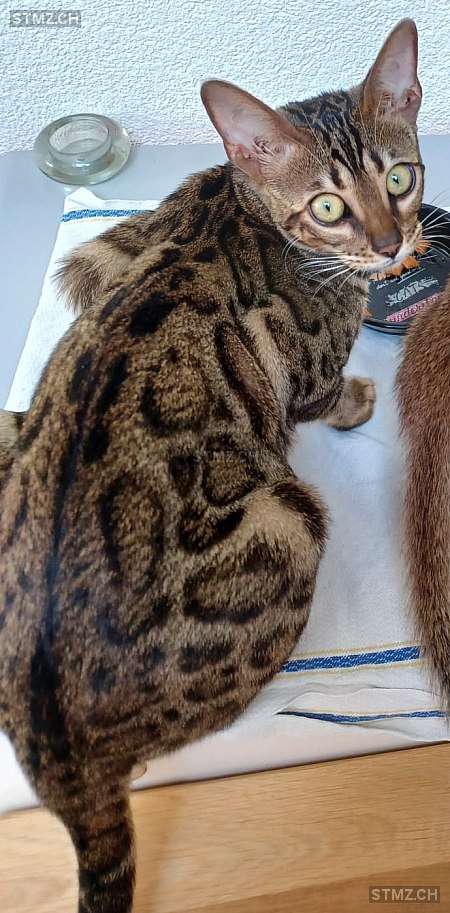 Ika — Bengalen ♀, Vermisst seit 10.03.2026, Biel/Bienne (BE)