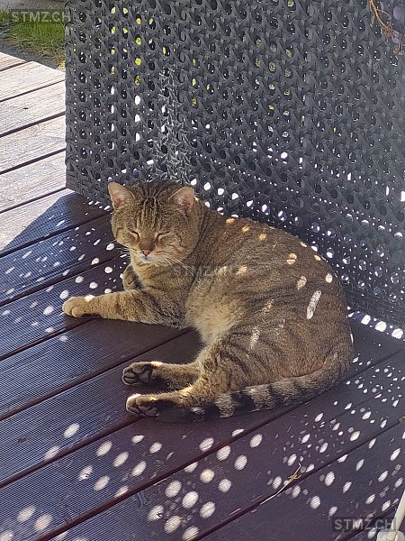 Diago — Hauskatze ♂, Vermisst seit 13.03.2026, Rain (LU)