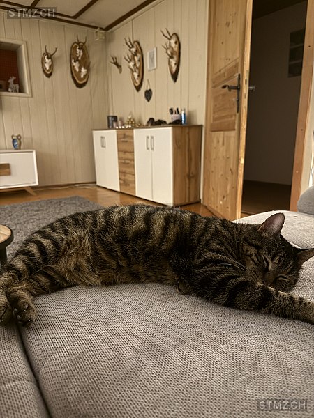 Hexli — Hauskatze ♀, Vermisst seit 10.03.2026, Trimmis (GR)