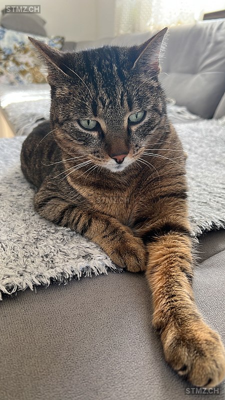 vision — Hauskatze ♂, Vermisst seit 16.03.2026, St. Margrethen SG (SG)