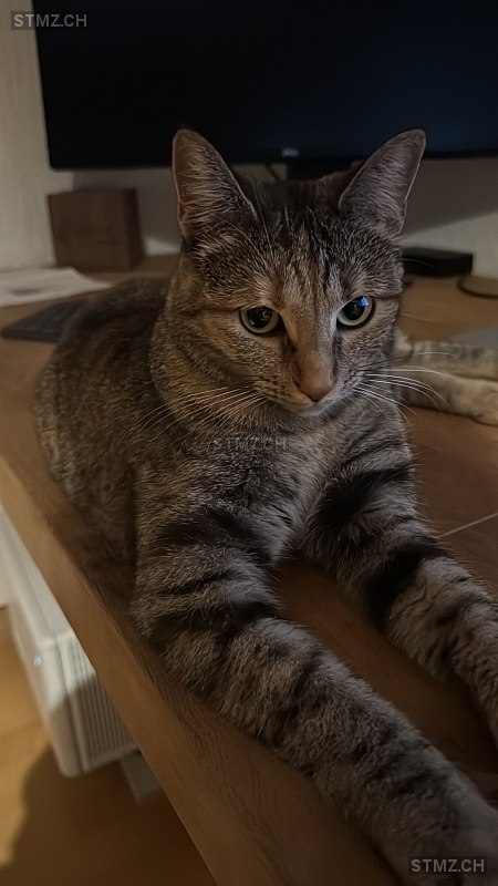 Shira — Hauskatze ♀, Vermisst seit 10.03.2026, Glattfelden (ZH)