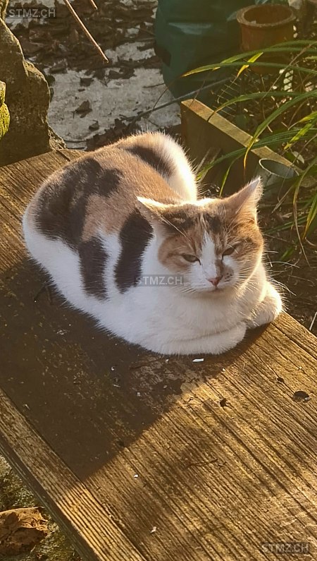 Nala — Hauskatze ♀, Vermisst seit 14.03.2026, Oftringen (AG)