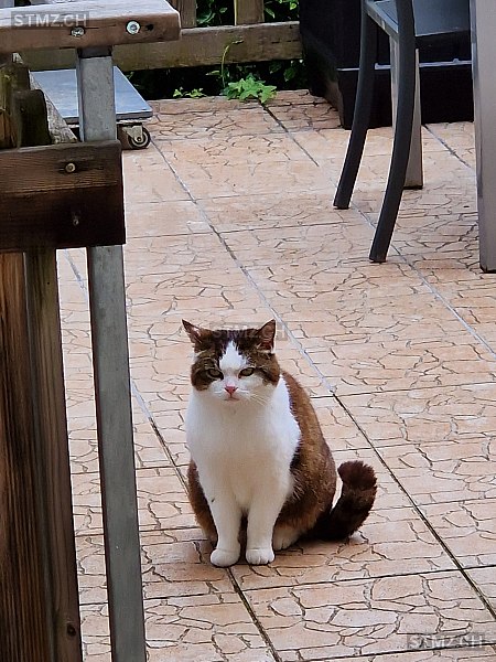 Raki — Hauskatze ♀, Vermisst seit 13.03.2026, Männedorf (ZH)