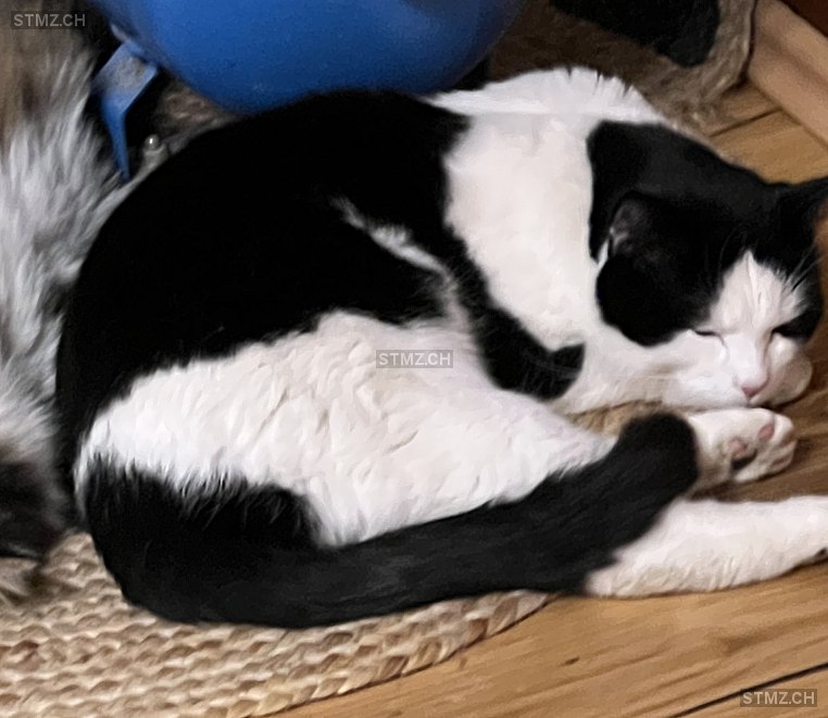 Rambo — Hauskatze ♂, Vermisst seit 02.03.2026, Tobel (TG)