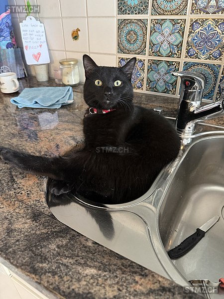 Assi — Hauskatze ♂, Vermisst seit 16.03.2026, Kreuzlingen (TG)