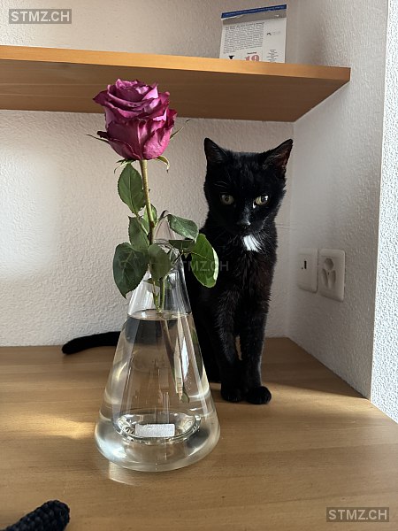 Nino — Hauskatze ♂, Vermisst seit 17.03.2026, Emmenbrücke (LU)